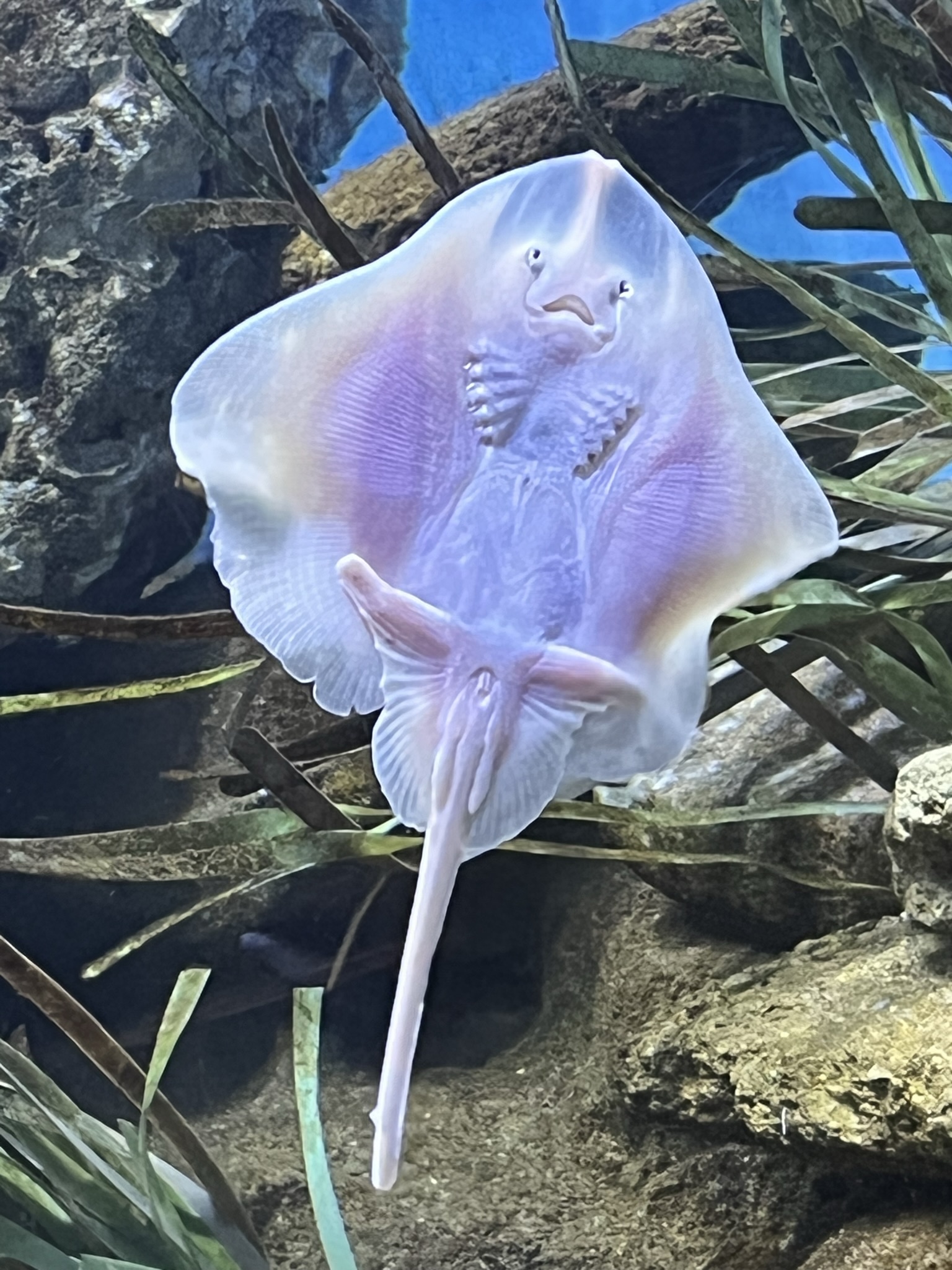 In Barcelonas Aquarium gesehen